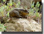 Bufo bufo