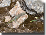 Podarcis hispanicus
