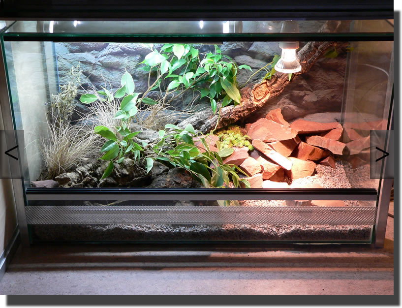 Terrarium