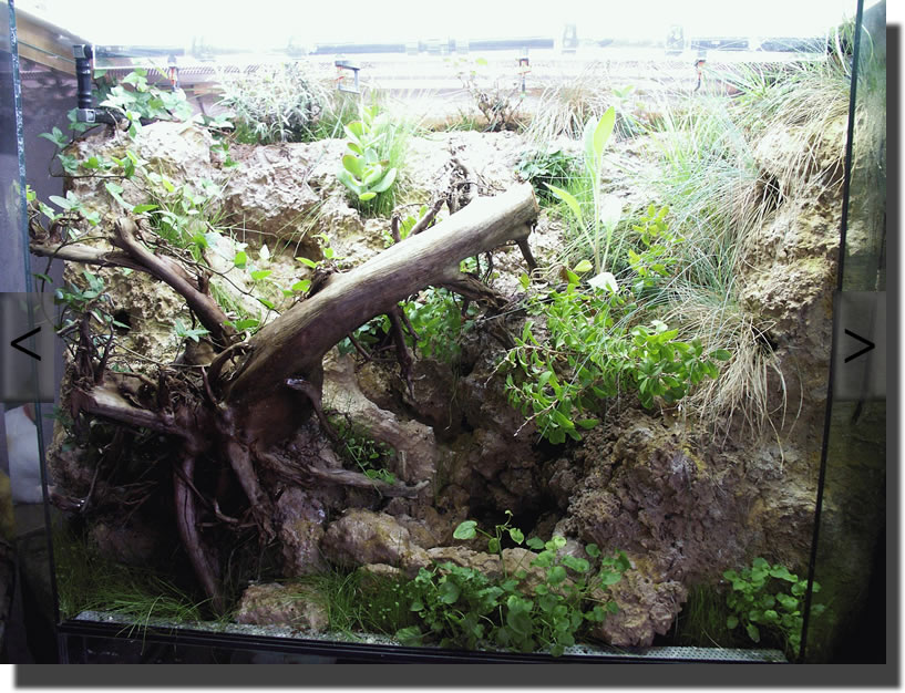 Terrarium