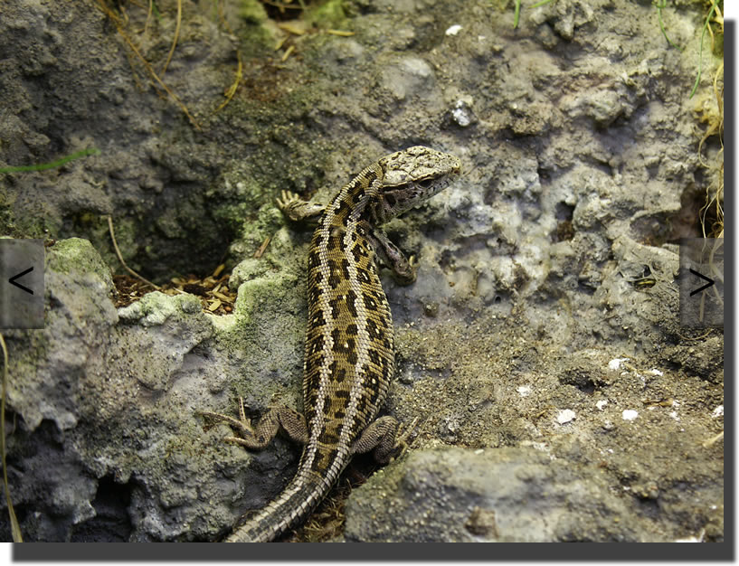 Lacerta agilis