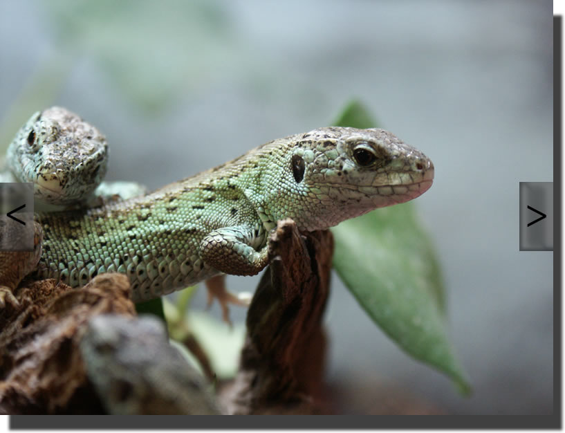 Lacerta agilis