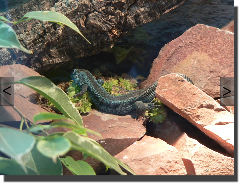 Lacerta agilis