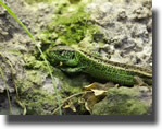 Lacerta agilis