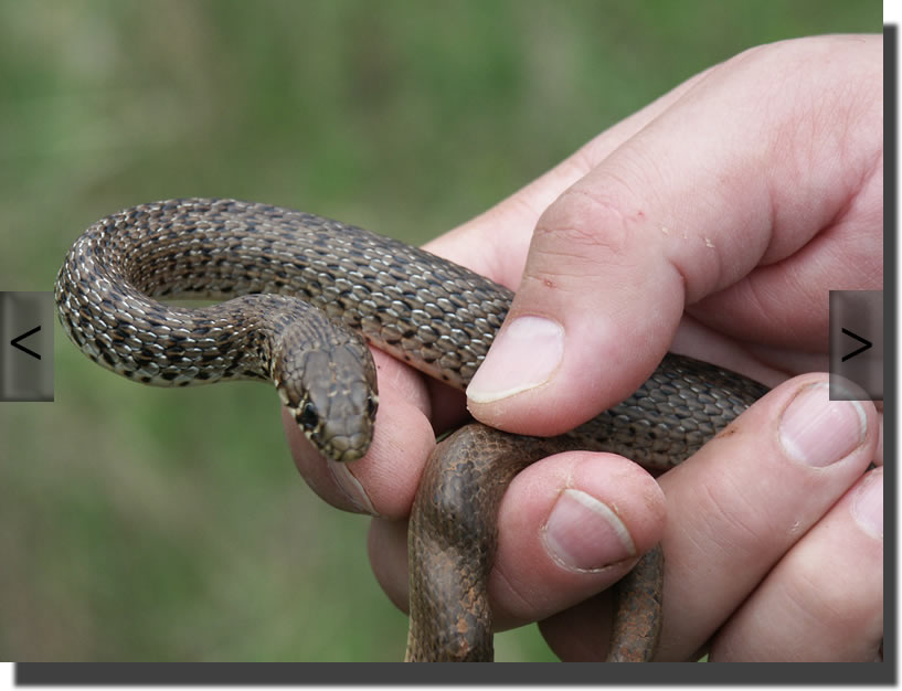 Hierophis gemonensis