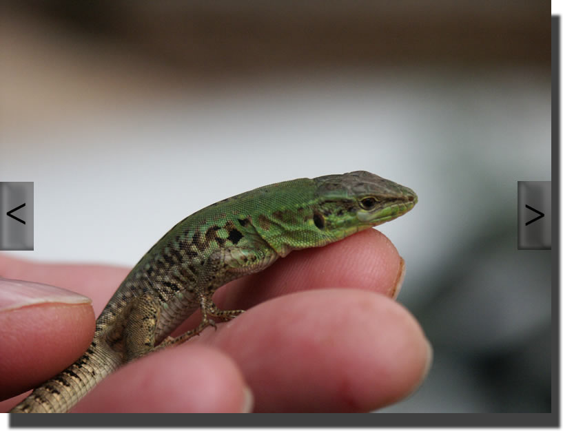 podarcis siculus