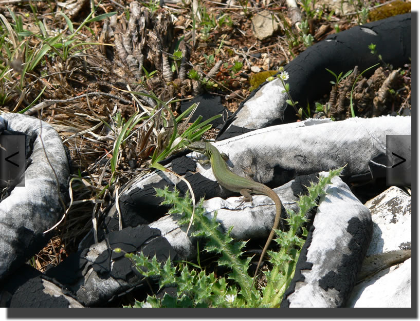 Podarcis melisellensis