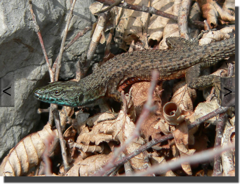 Algyroides nigropunctatus