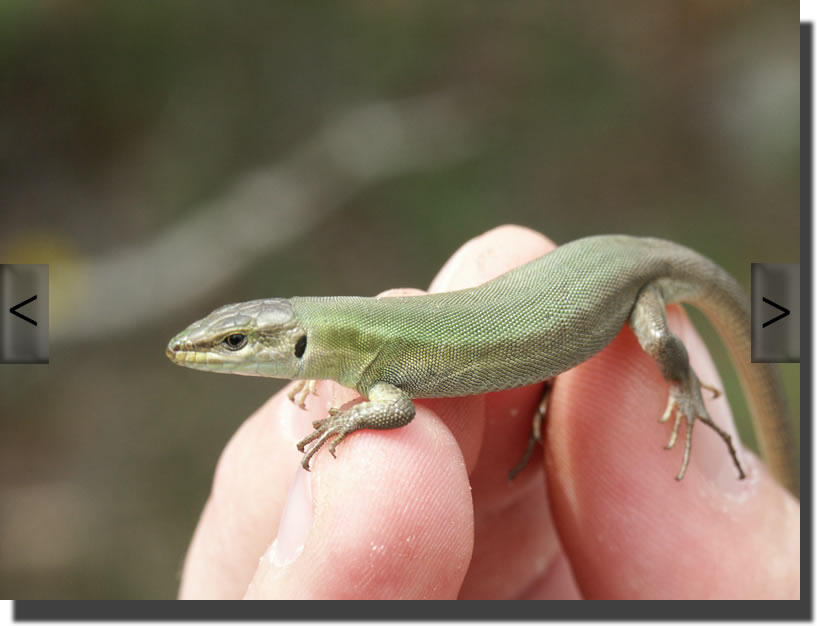Podarcis melisellensis