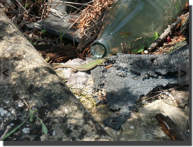 Podarcis melisellensis