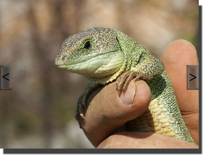 Lacerta trilineata