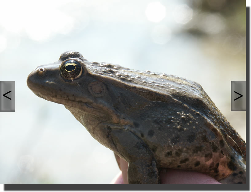 Pelophylax ridibundus