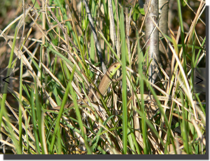 Lacerta bilineata