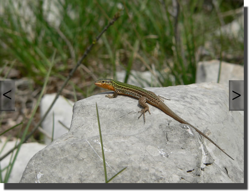 Podarcis melisellensis