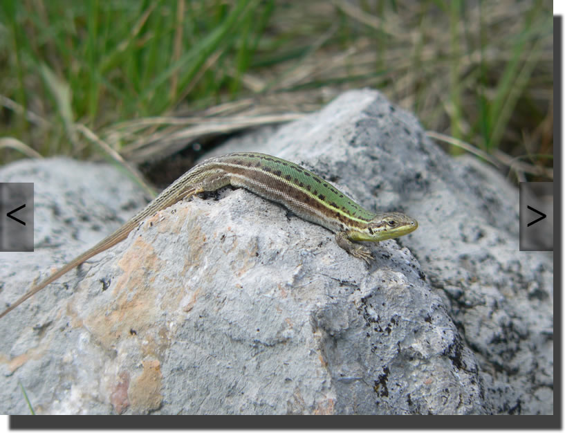 Podarcis melisellensis