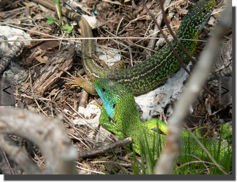 Lacerta bilineata