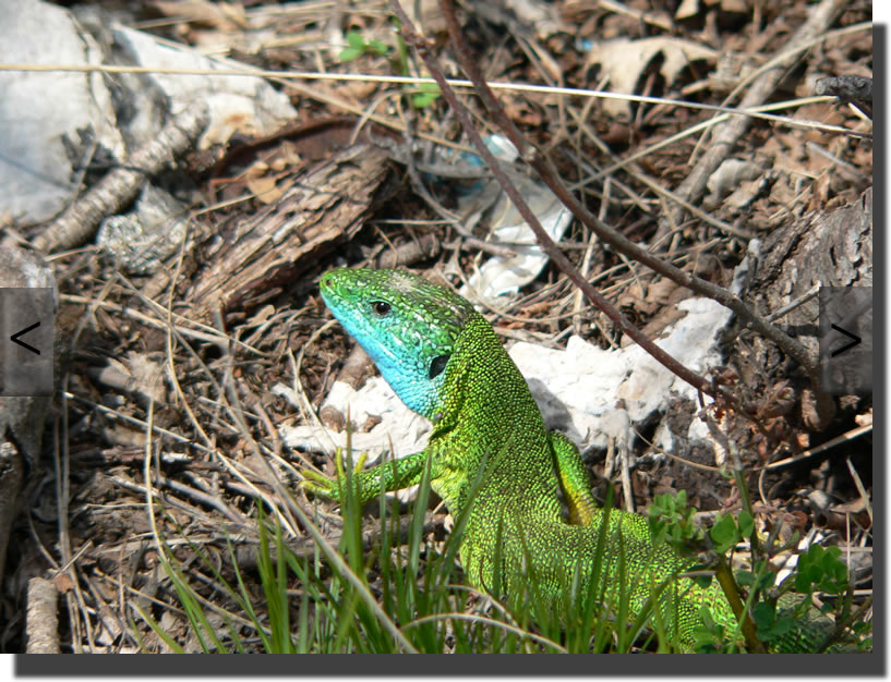 Lacerta bilineata