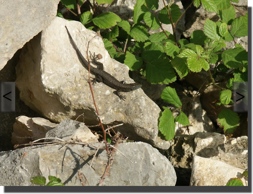 Algyroides nigropunctatus