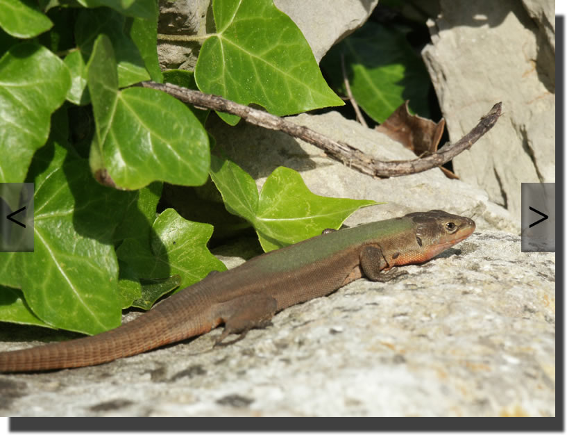 Podarcis melisellensis