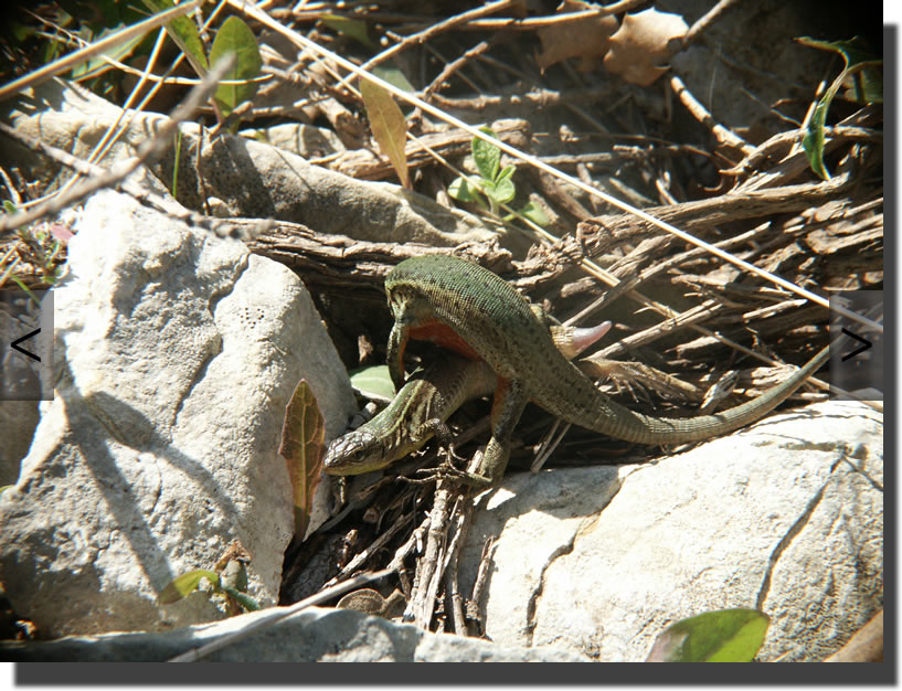 podarcis melisellensis