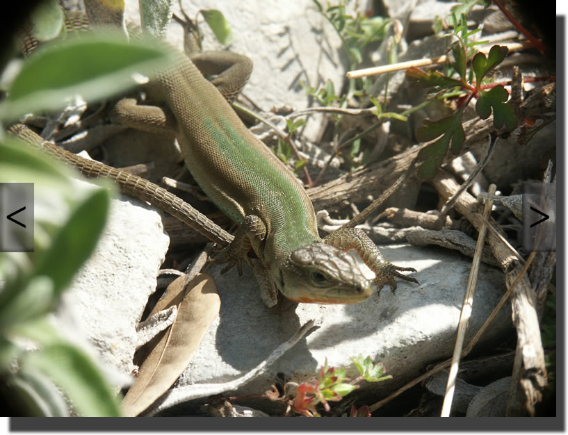 Podarcis melisellensis