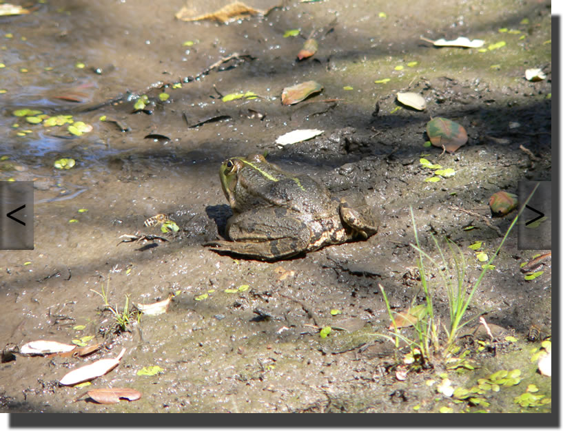 Pelophlax ridibundus