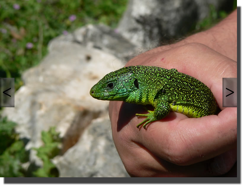 Lacerta bilineata