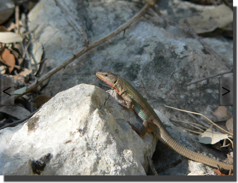 podarcis melisellensis