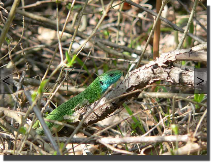 Lacerta viridis