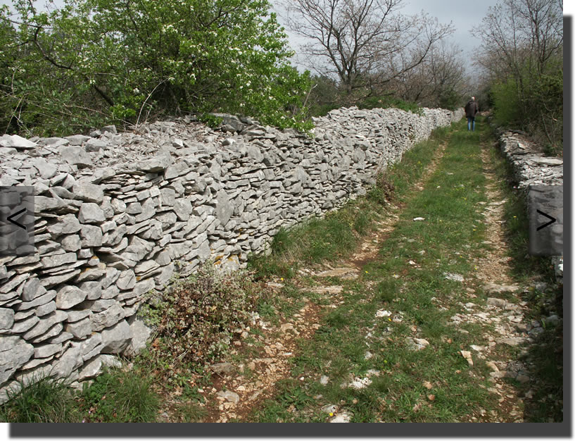 Biotop von Lacerta bilineata