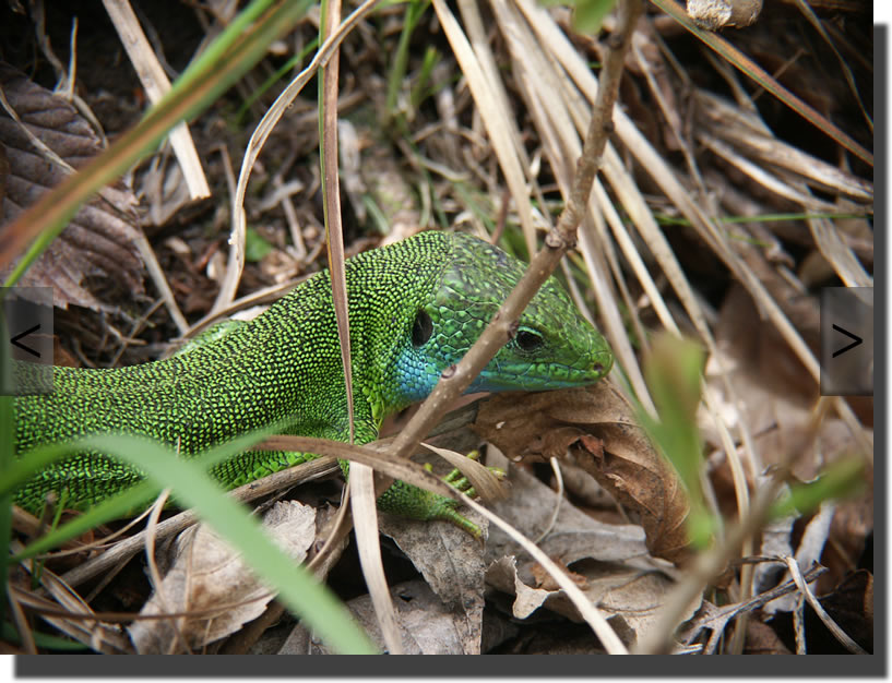 Lacerta viridis