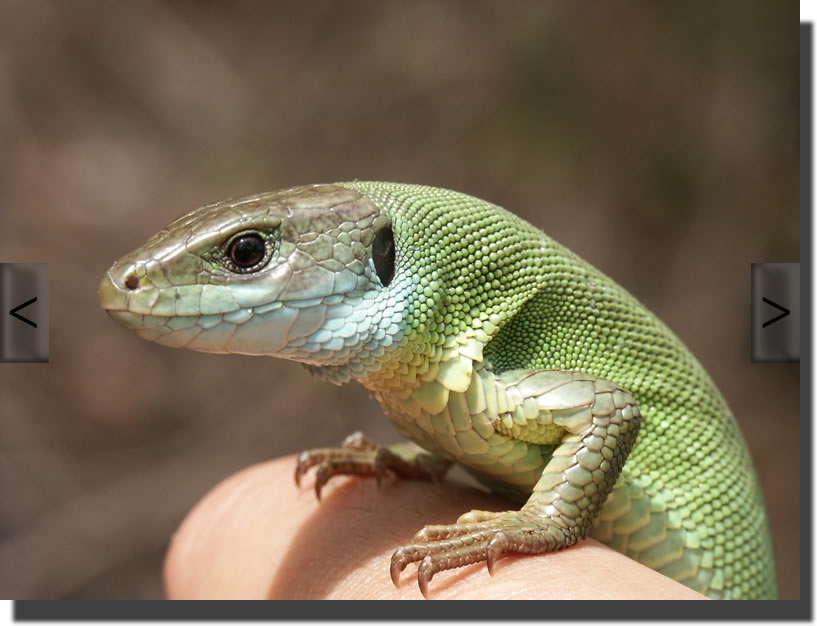 Lacerta viridis
