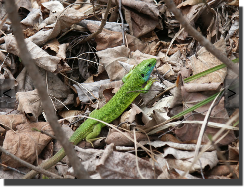 Lacerta viridis