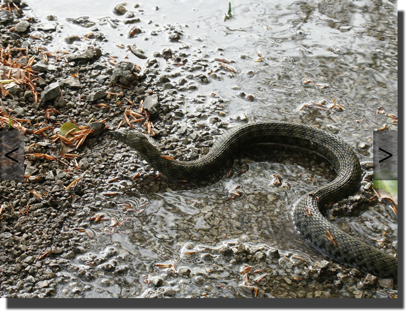 Natrix tesselata
