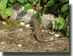 Podarcis muralis 