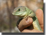 Lacerta trilineata