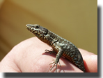Podarcis muralis