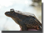 Pelophylax ridibundus