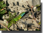 Lacerta bilineata