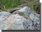 Podarcis melisellensis