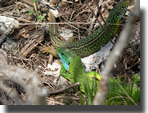 Lacerta bilineata