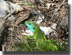 Lacerta bilineata