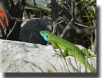 Lacerta bilineata