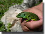 Lacerta bilineata