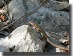 Podarcis melisellensis