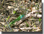 Lacerta viridis