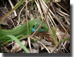 Lacerta viridis