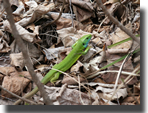 Lacerta viridis