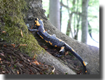 Salamandra salamandra