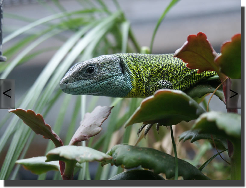 Lacerta schreiberi